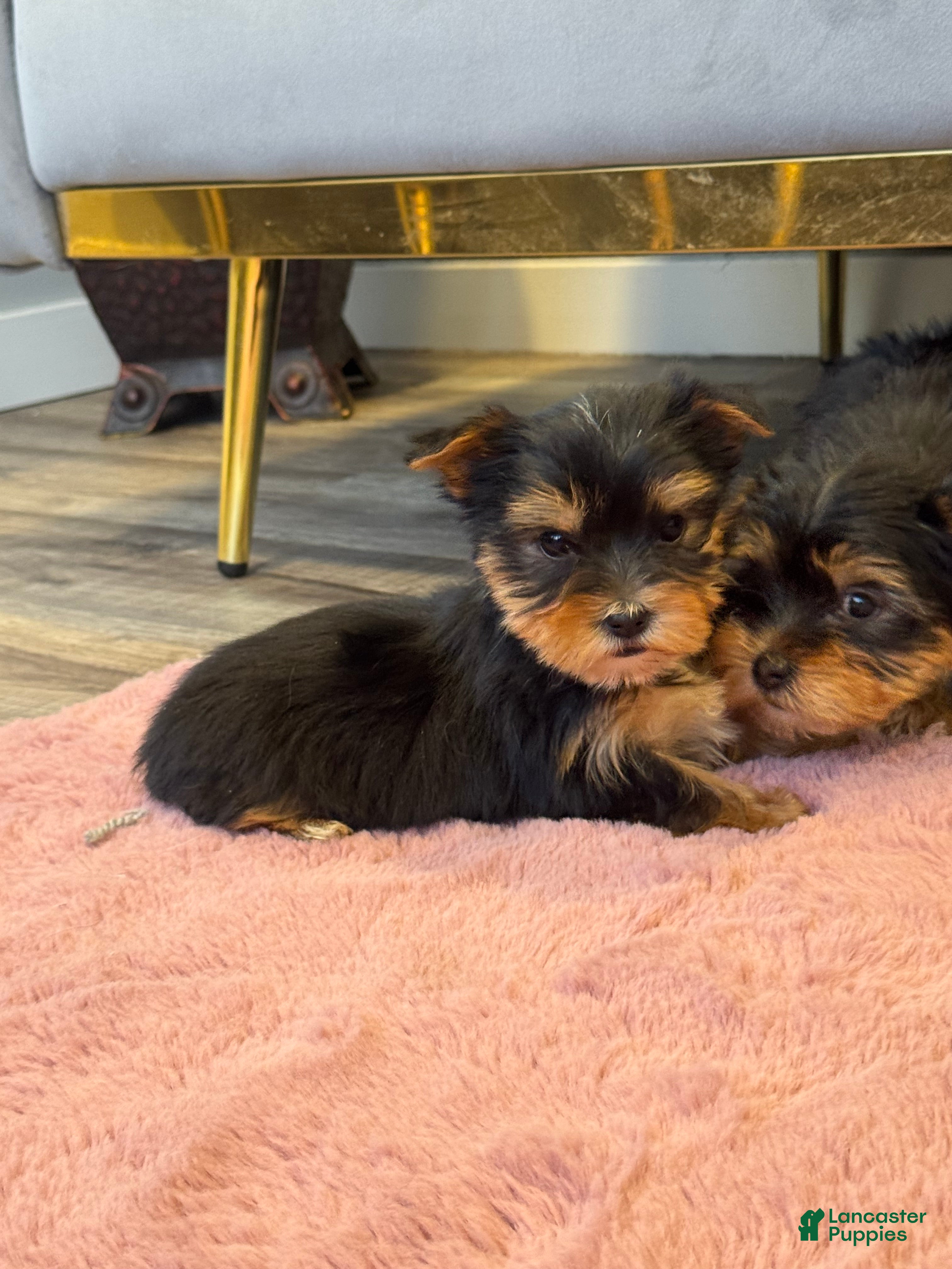 Yorkshire Terrier dogs Dexter  - Ad 21