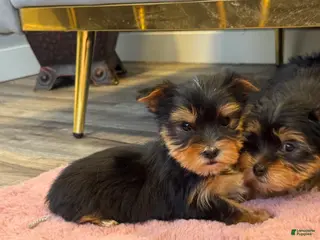 Yorkshire Terrier dogs Dexter - Ad 21