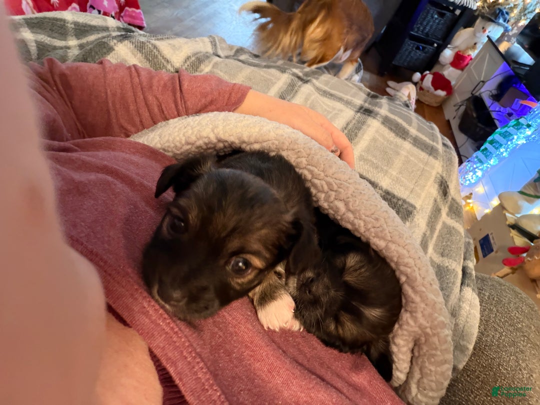 Chihuahua dogs for sale: Emmy - Ad 2