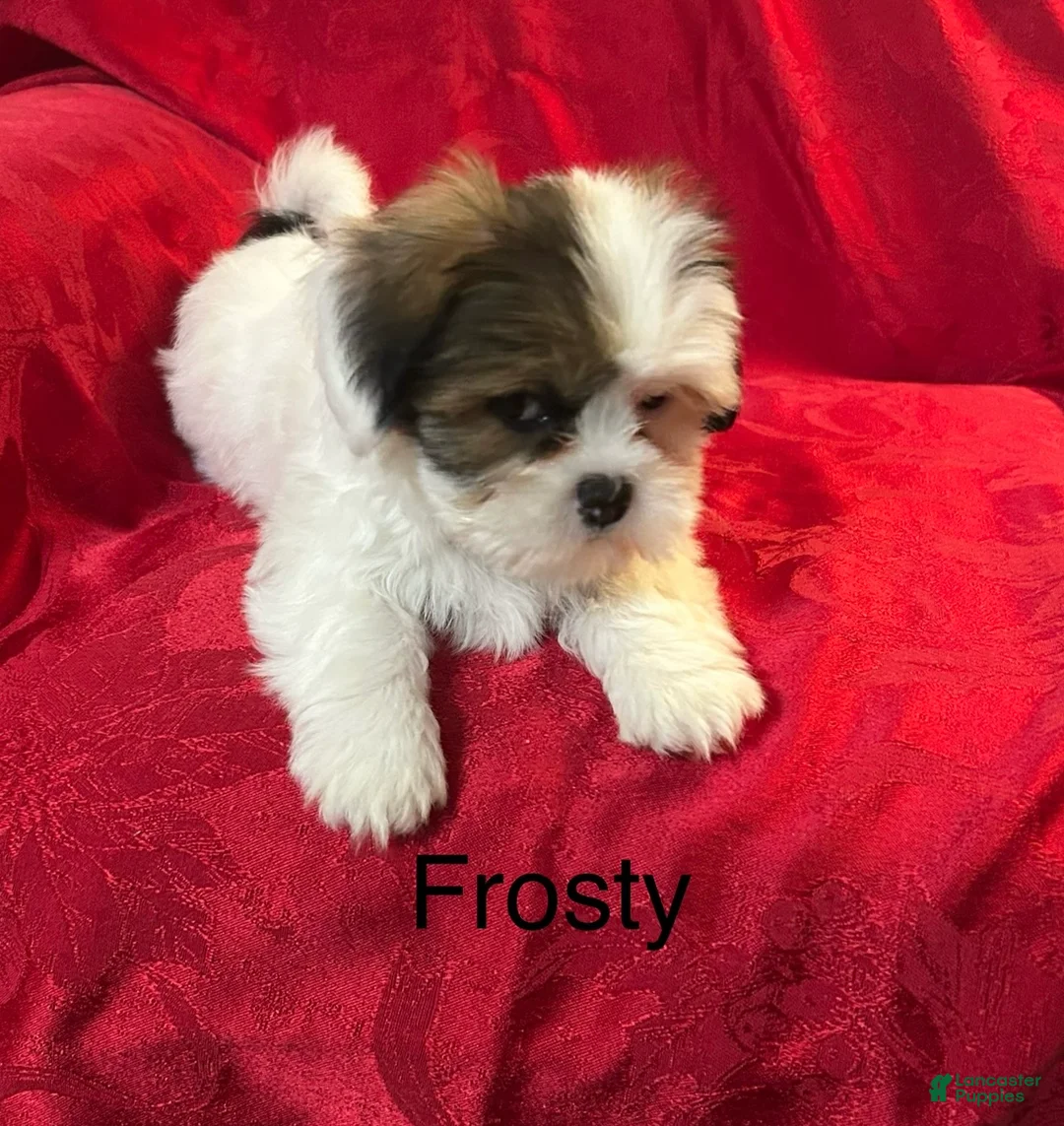 Lhasa Apso dogs for sale: Lhasa Apso Puppy 1 - Ad 4