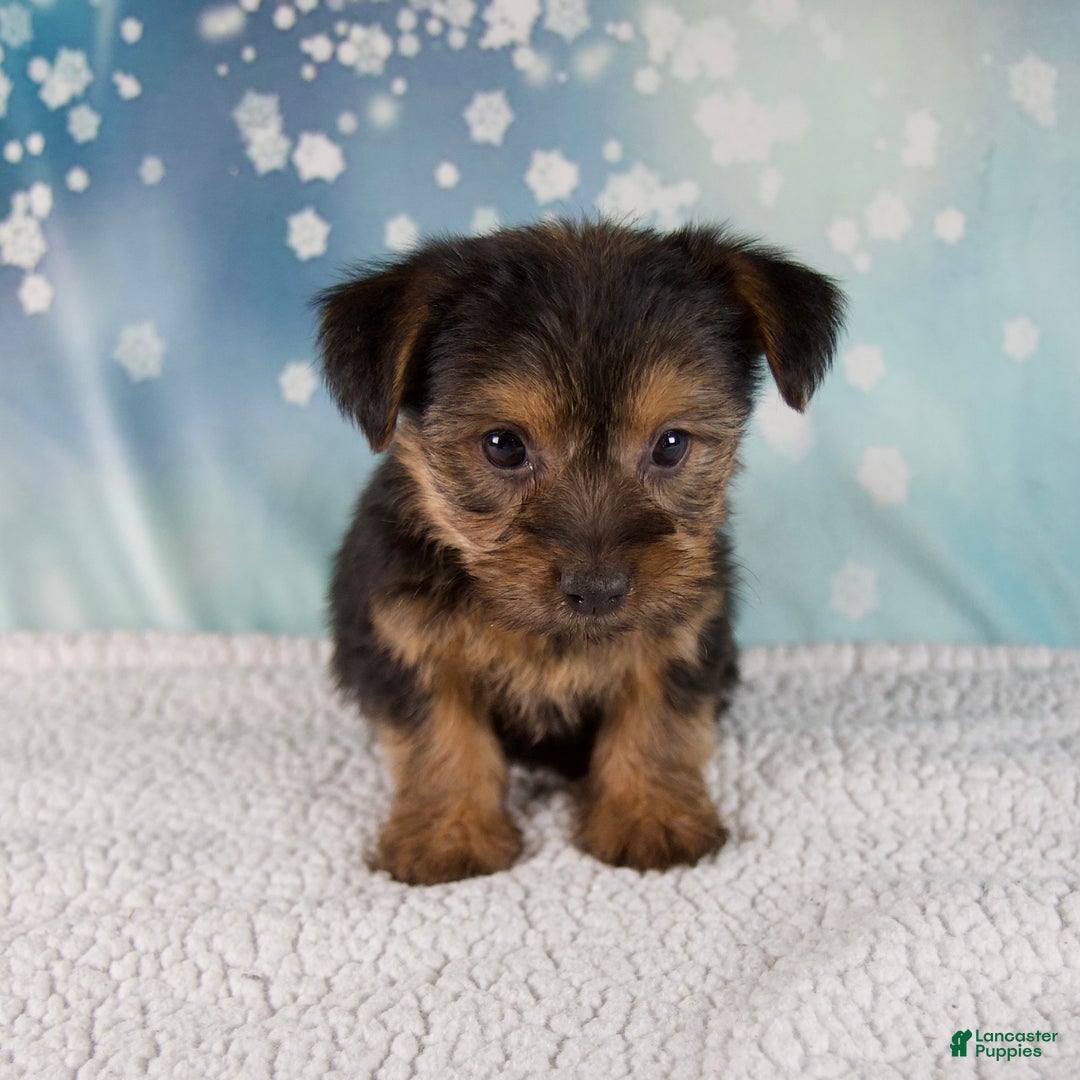 Morkie dogs for sale: Bella - Ad 5