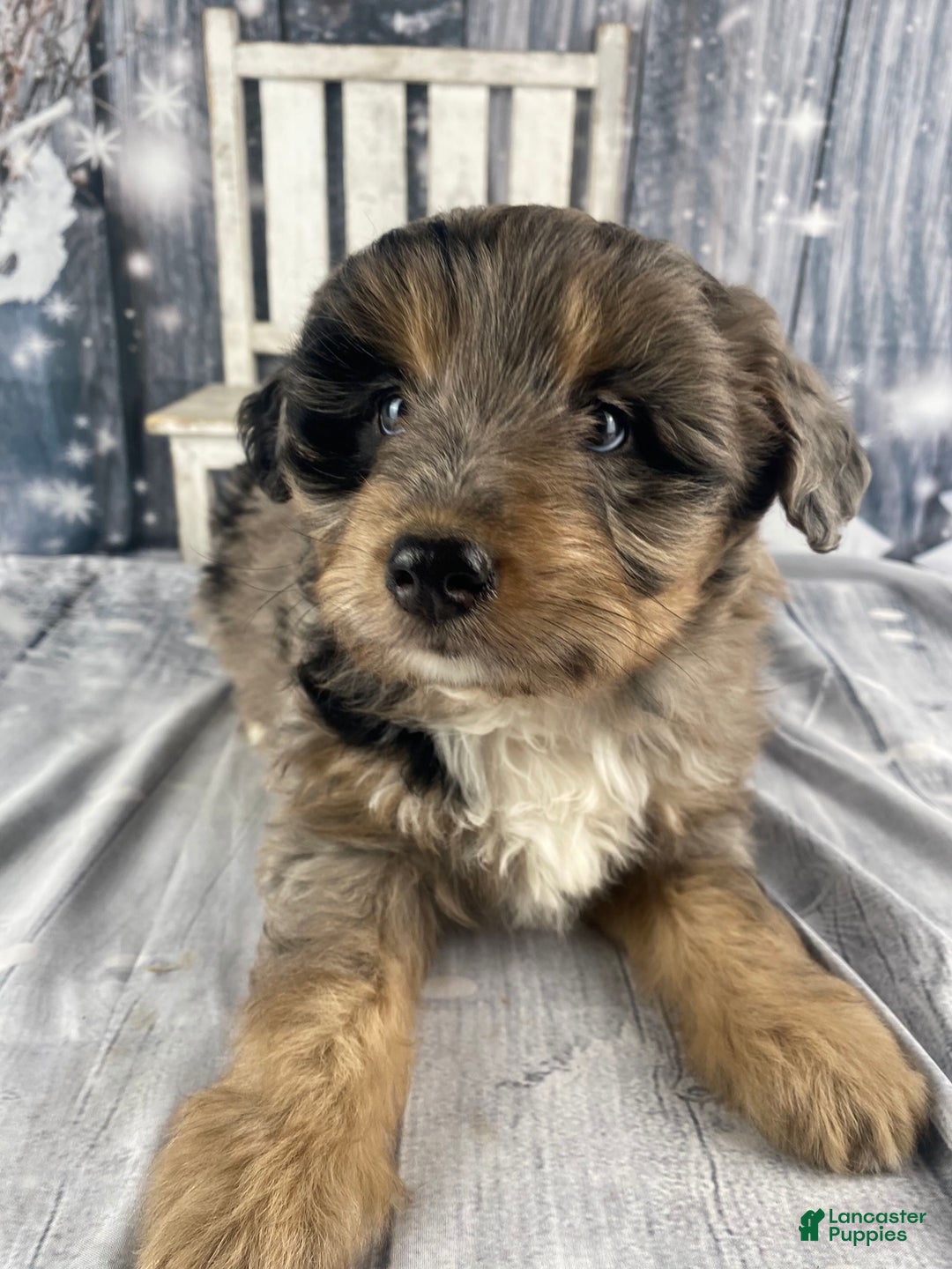 Aussiedoodle dogs for sale: Smores - Ad 2