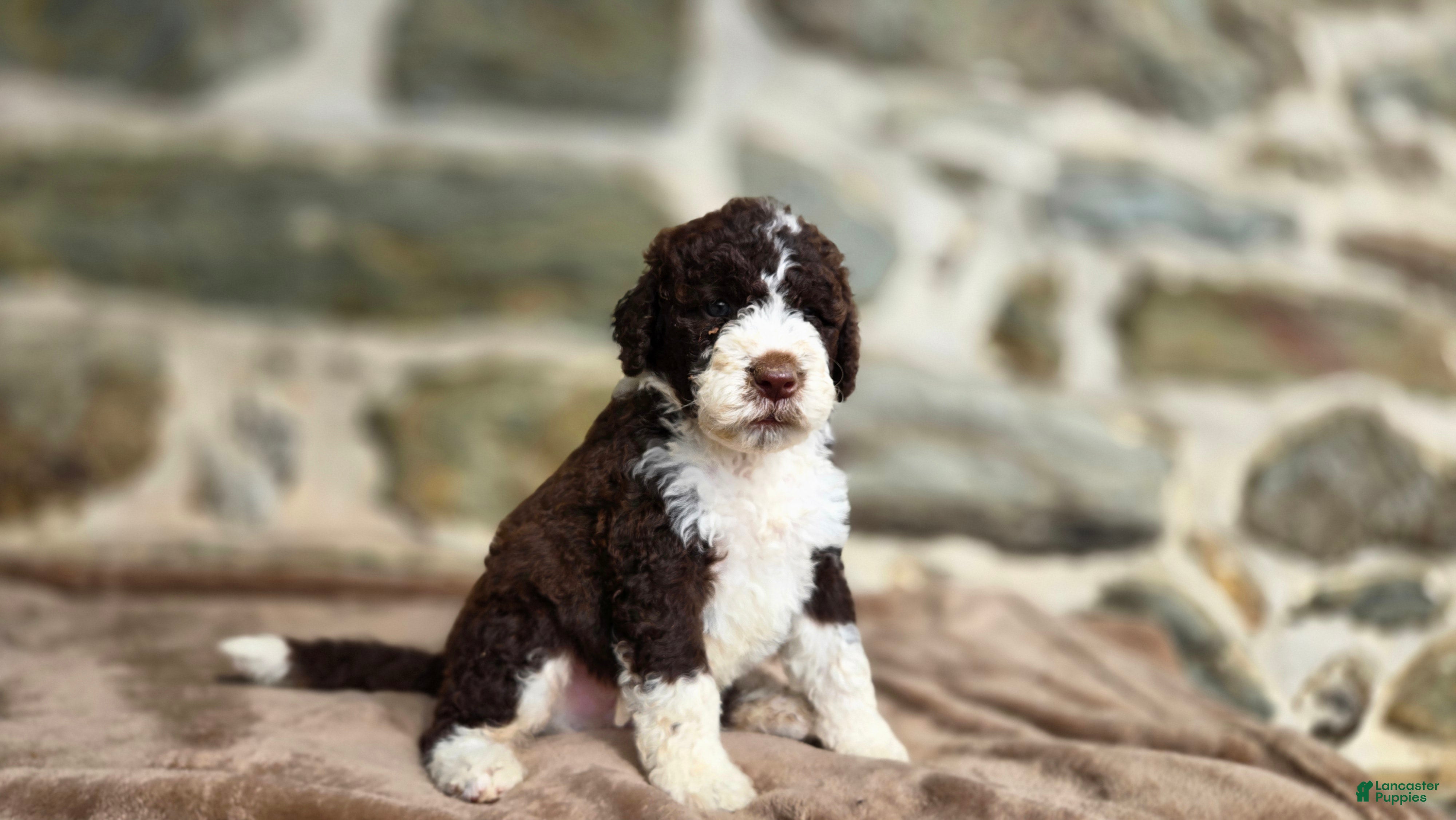 Portuguese Water Dog dogs Elizabeth - Ad 1