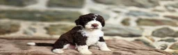 Portuguese Water Dog dogs for sale: Elizabeth - Ad 1