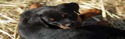 Rottweiler dogs for sale: Rottweiler F2 - Ad 13