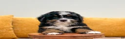 Mini Bernedoodle dogs for sale: Jordan - Ad 5