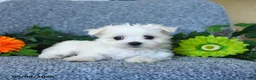 Maltese dogs for sale: Melody - Ad 3