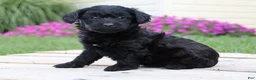 Yorkiepoo dogs for sale: Onyx - Ad 4