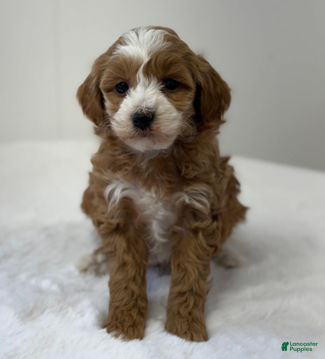 Mini Goldendoodle dogs for sale: Pixie - Ad 5
