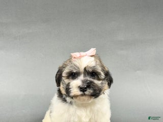 Havanese dogs - Ad 42