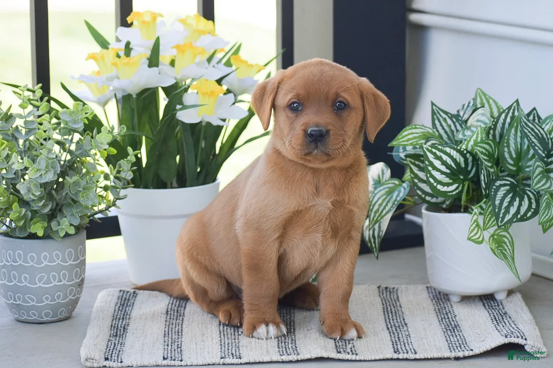 Labrador Retriever dogs for sale: Rachel - Ad 1