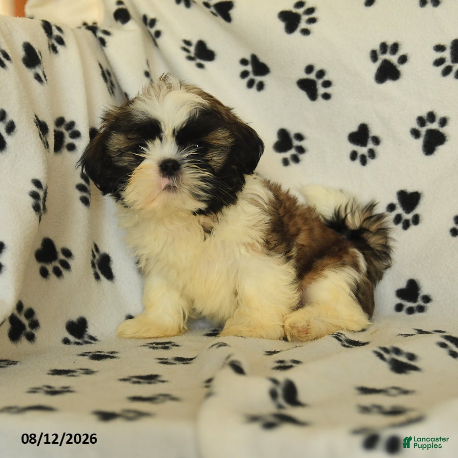 Shih Tzu dogs Moose - Ad 1