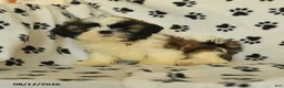Shih Tzu dogs for sale: Moose - Ad 3