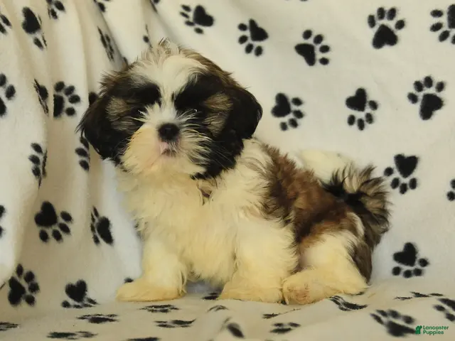 Shih Tzu dogs Moose - Ad 1