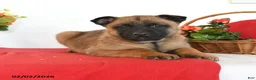 Belgian Malinois dogs for sale: Rebel - Ad 2