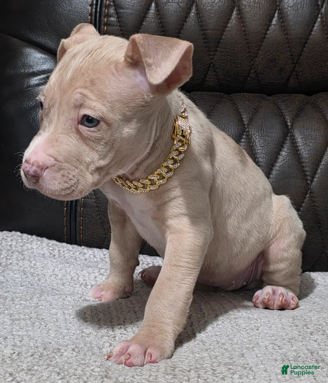 American Pit Bull Terrier dogs for sale: Talia - Ad 3