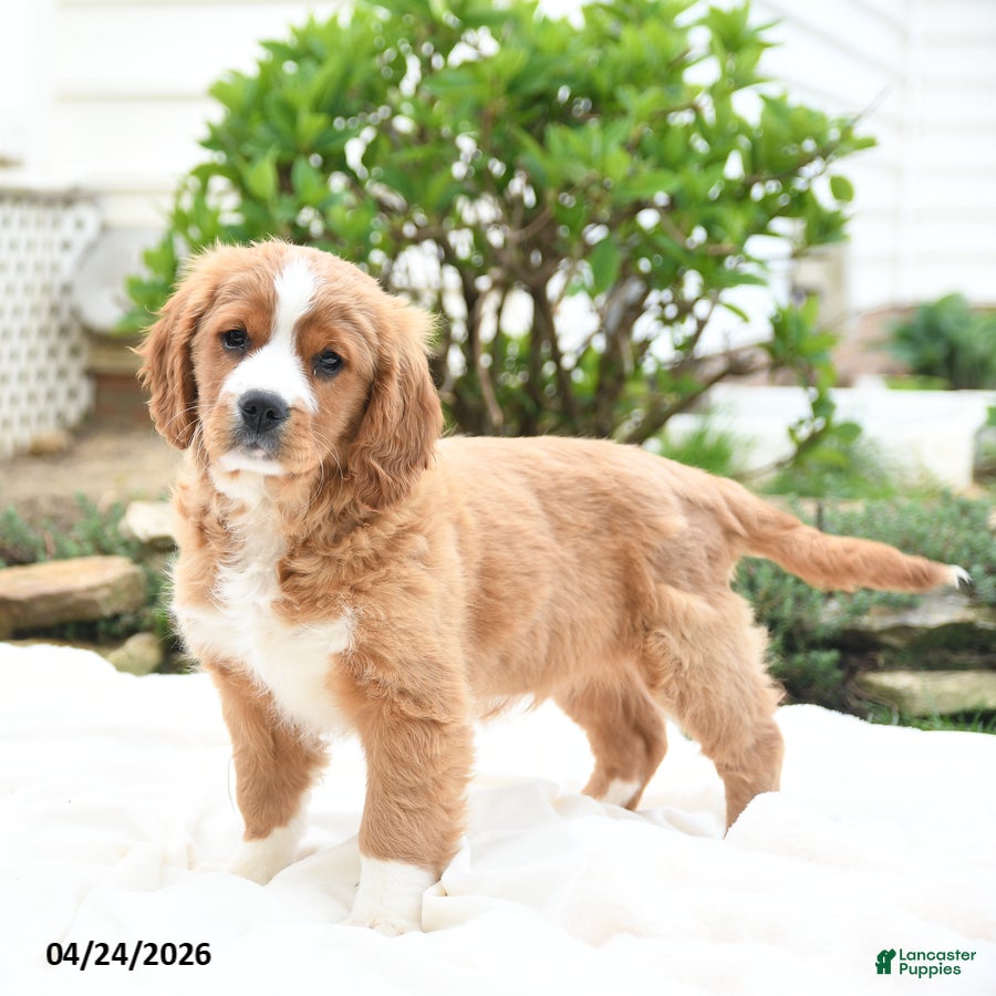 Miniature Golden Retriever dogs Jordan - Ad 1