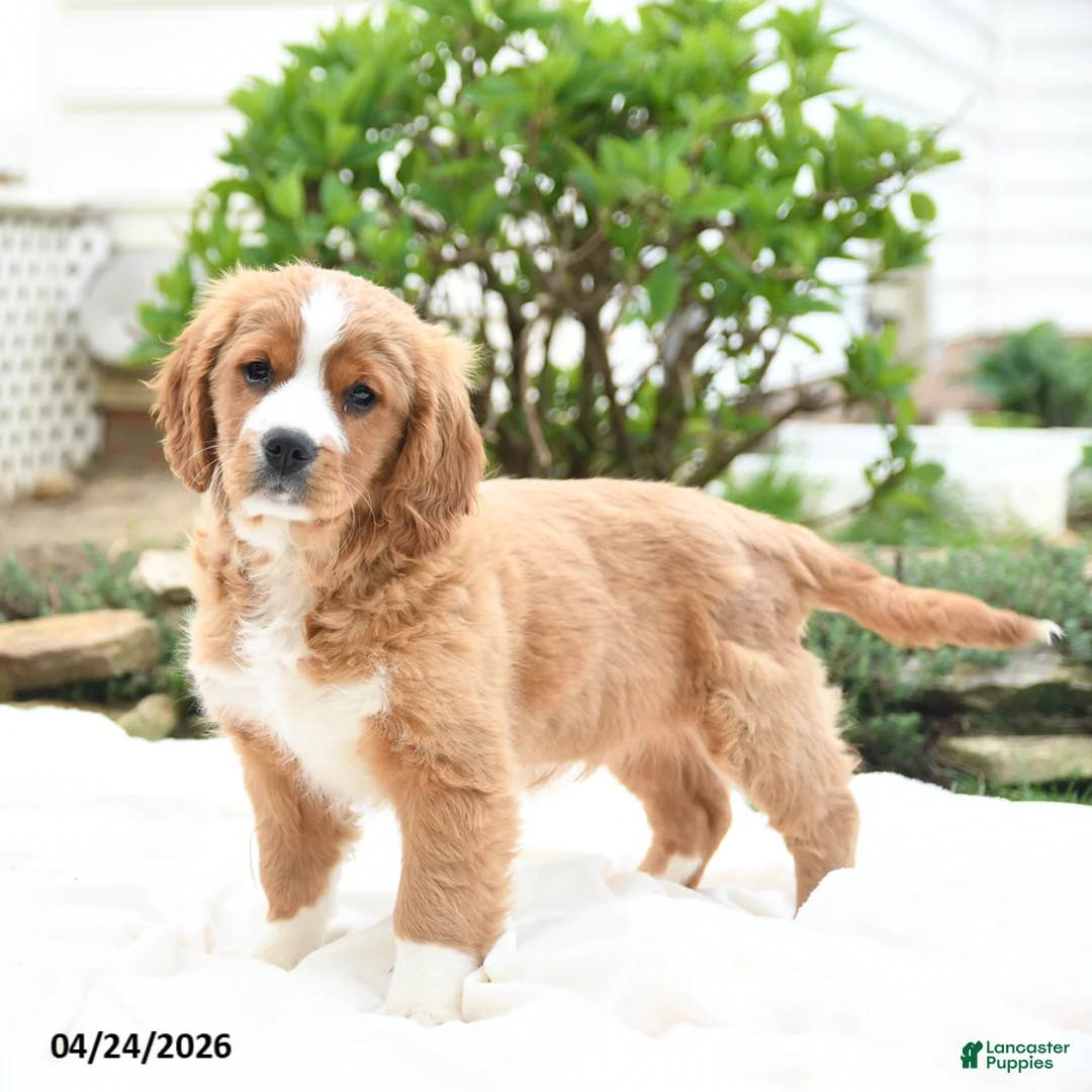 Miniature Golden Retriever dogs for sale: Jordan - Ad 1