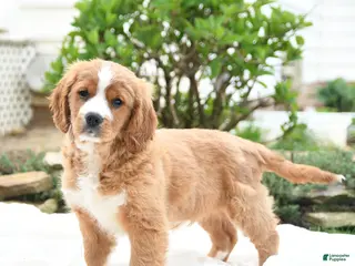 Miniature Golden Retriever dogs for sale: Jordan - Ad 1