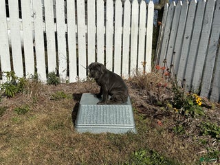 Cane Corso dogs - Ad 7