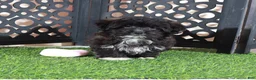 Shorkie dogs for sale: Bonnie Precious Female Shorkie Puppy - Ad 4