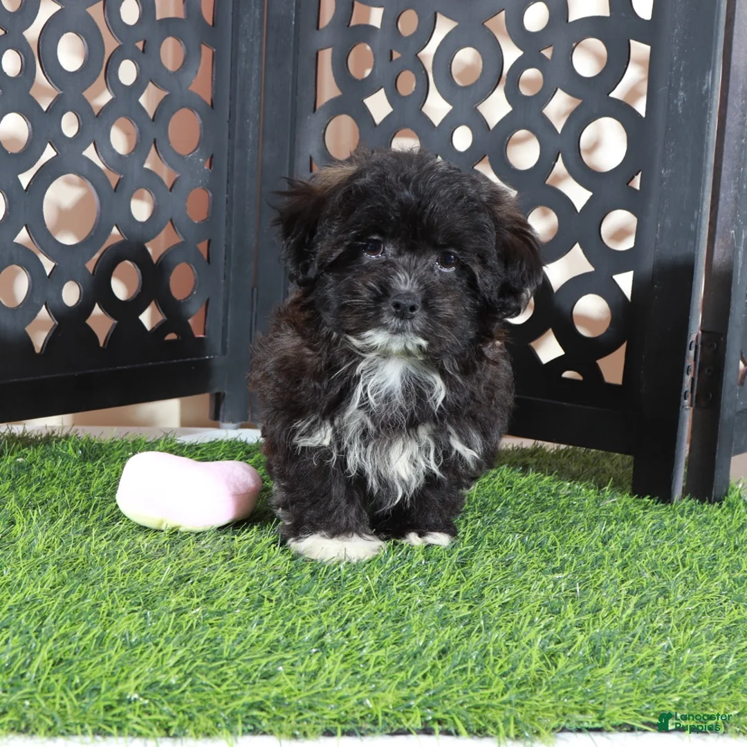 Shorkie dogs for sale: Bonnie Precious Female Shorkie Puppy - Ad 4