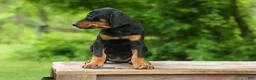 Doberman Pinscher dogs for sale:  Delta (Black Rust) 🖤🐾 - Ad 13