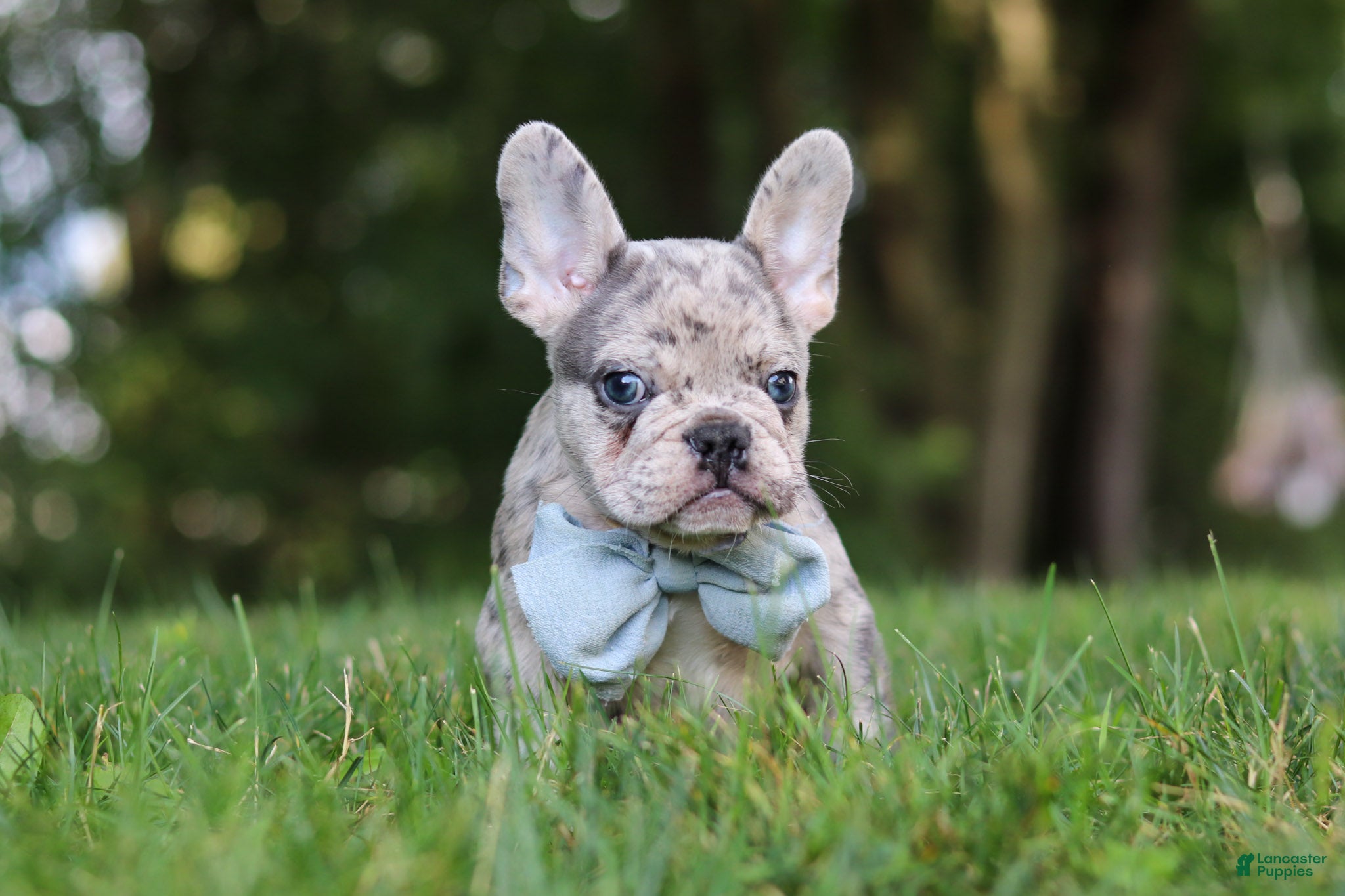French Bulldog dogs Brodie - Ad 2