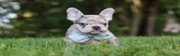French Bulldog dogs for sale: Brodie - Ad 2