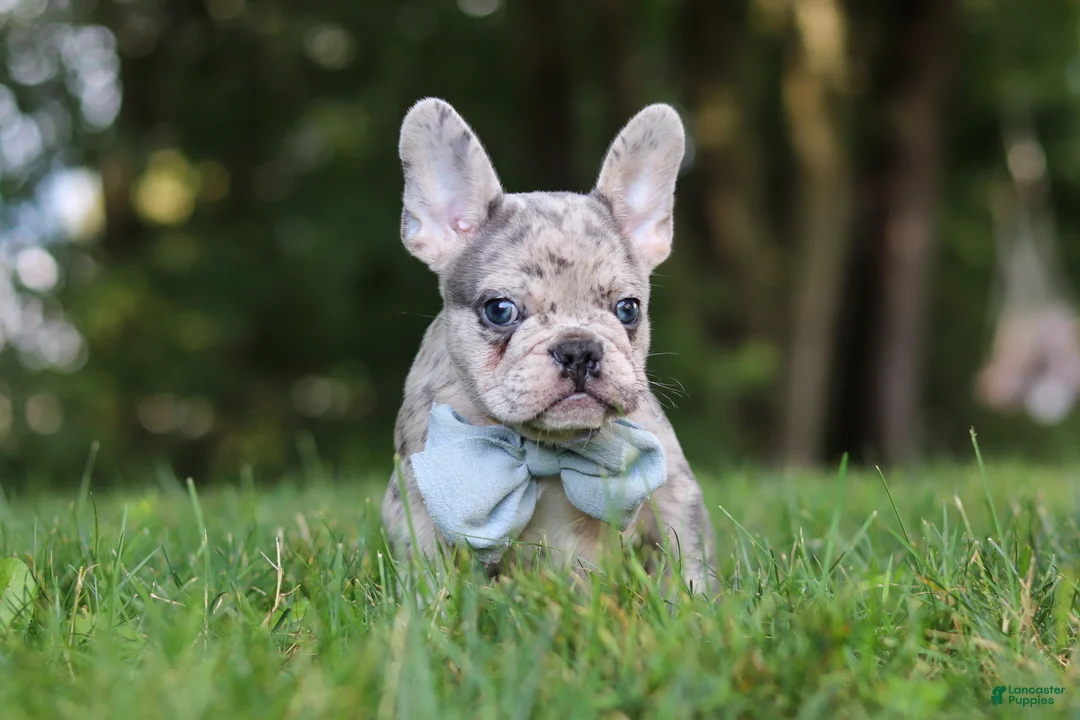 French Bulldog dogs for sale: Brodie - Ad 2