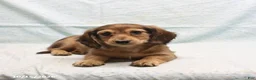 Dachshund dogs for sale: Adam - Ad 3