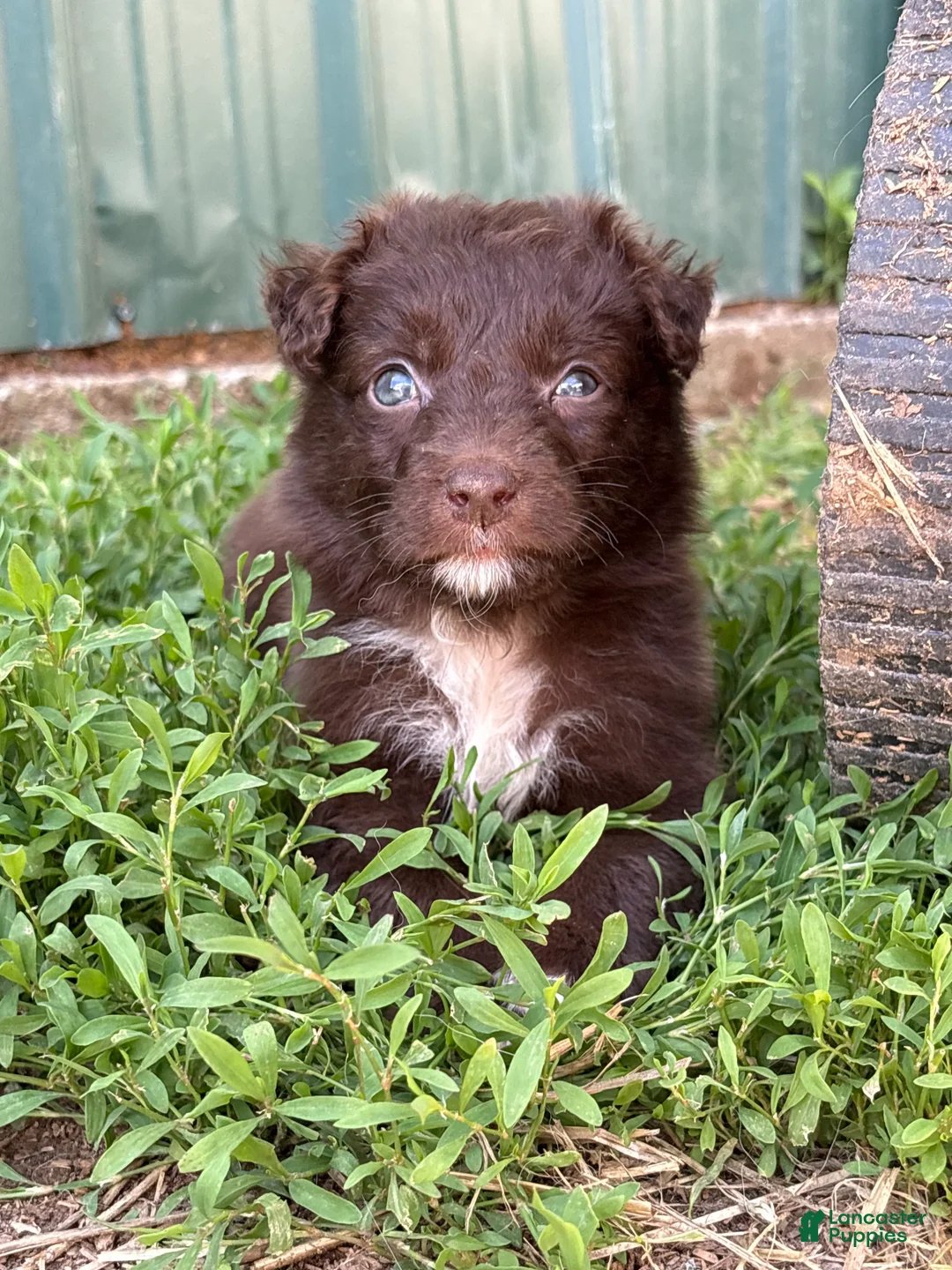 Australian Shepherd dogs for sale: red puppy  - Ad 2