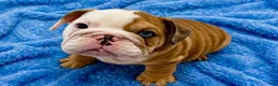 English Bulldog dogs for sale: Blue eyed Bobby - Ad 3