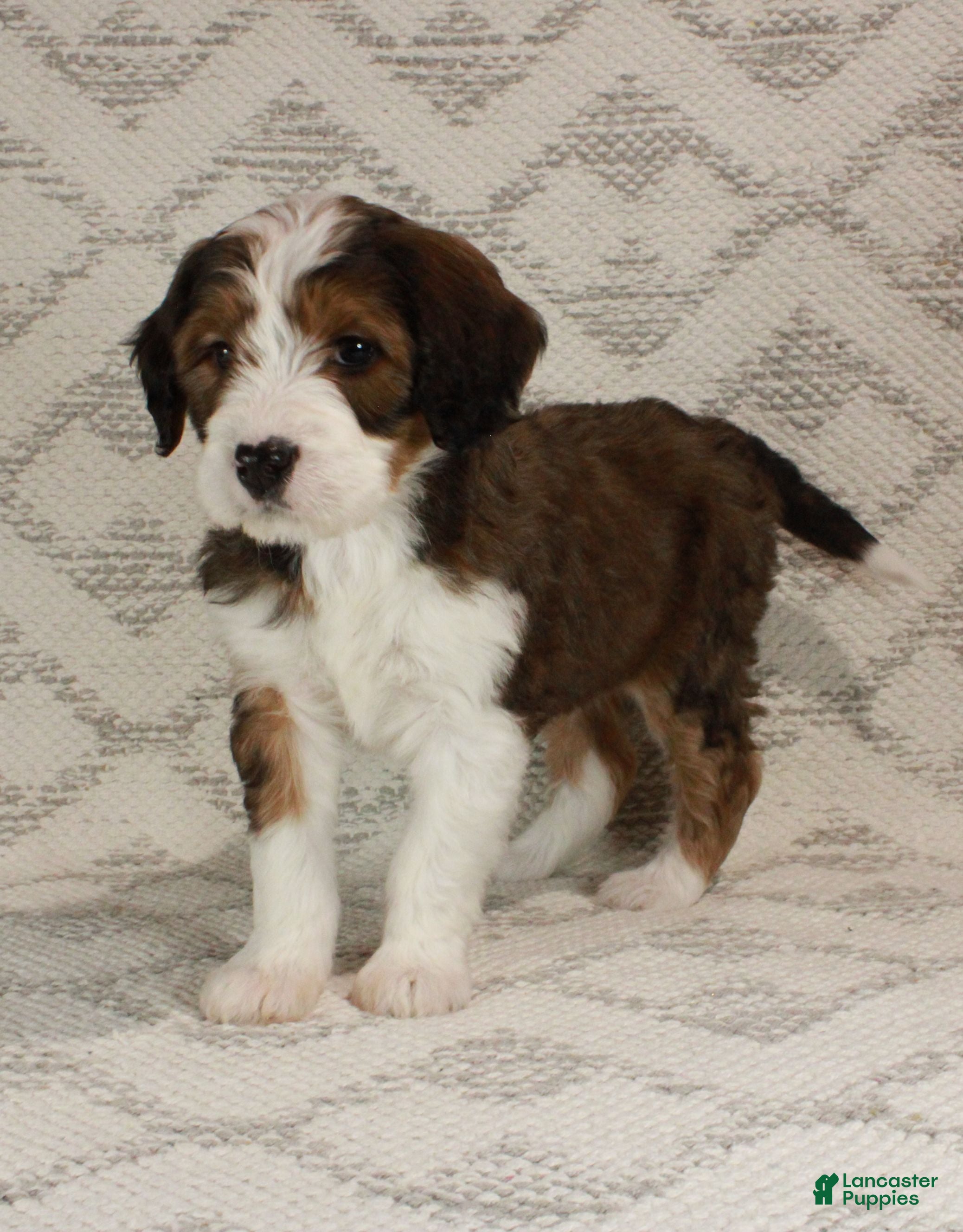 Bernedoodle dogs Willow  - Ad 2