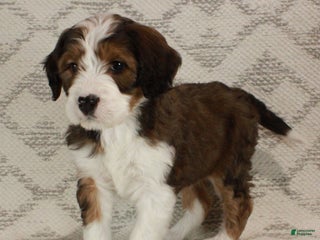 Bernedoodle dogs Willow - Ad 2