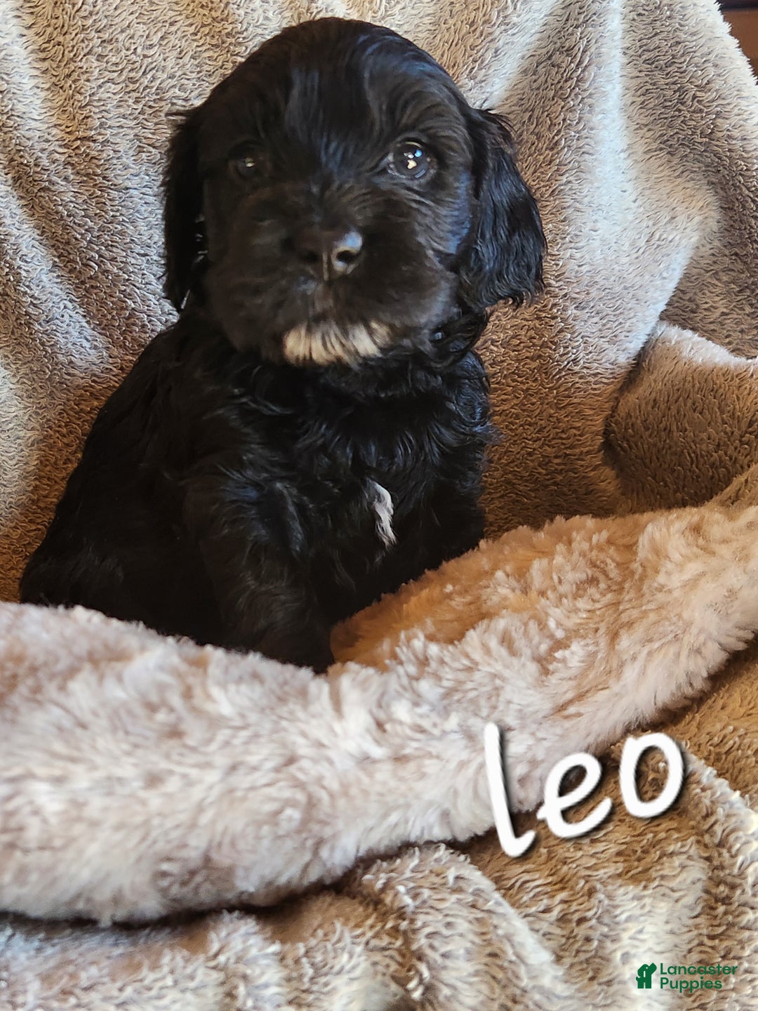 Mixed Breed dogs for sale: Leo - Ad 7