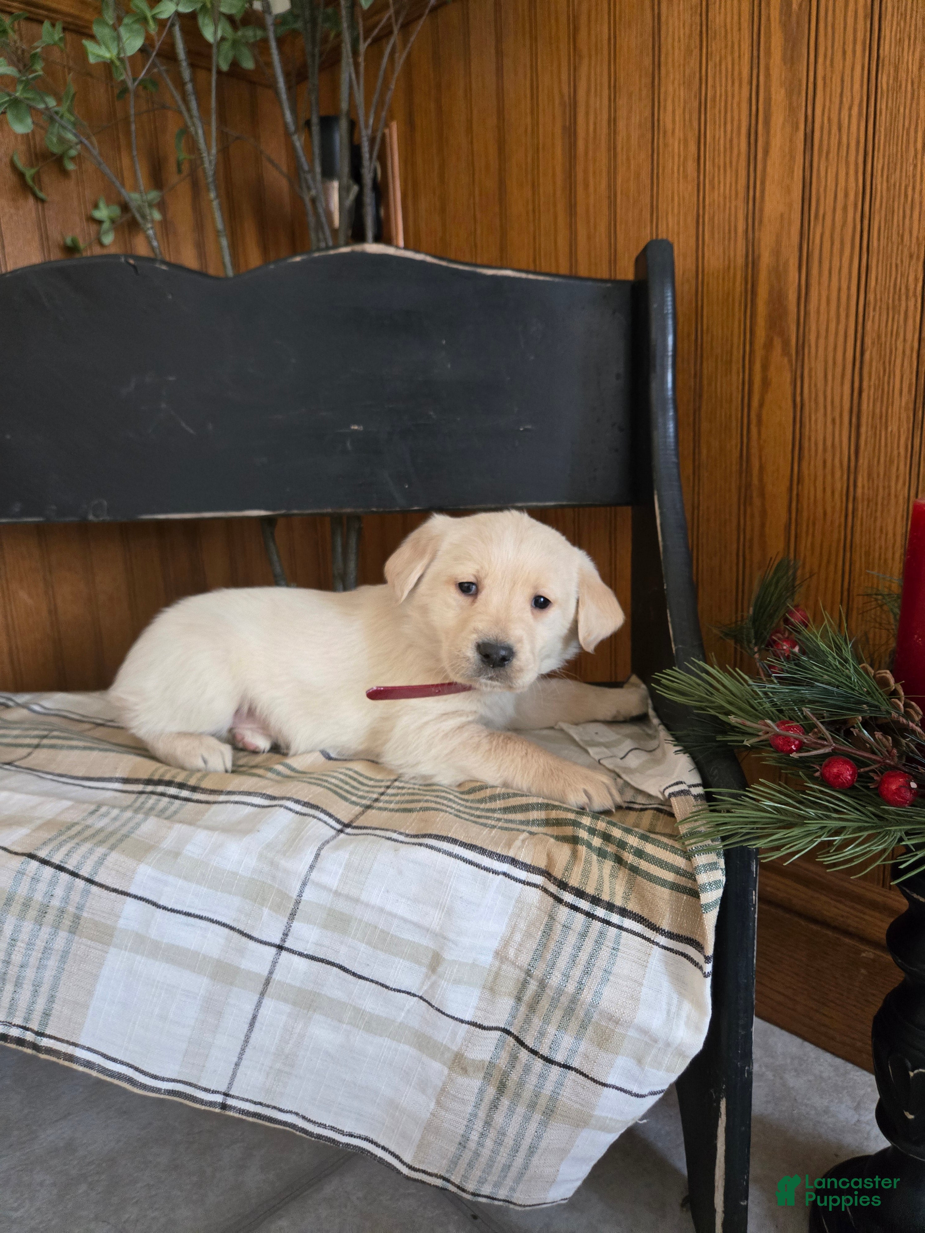 Goldador dogs Tucker  - Ad 11