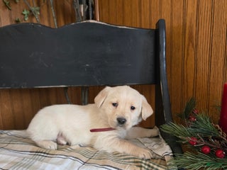 Goldador dogs Tucker - Ad 10