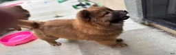 Chow Chow dogs for sale: Chow Chow Puppy 2 - Ad 2