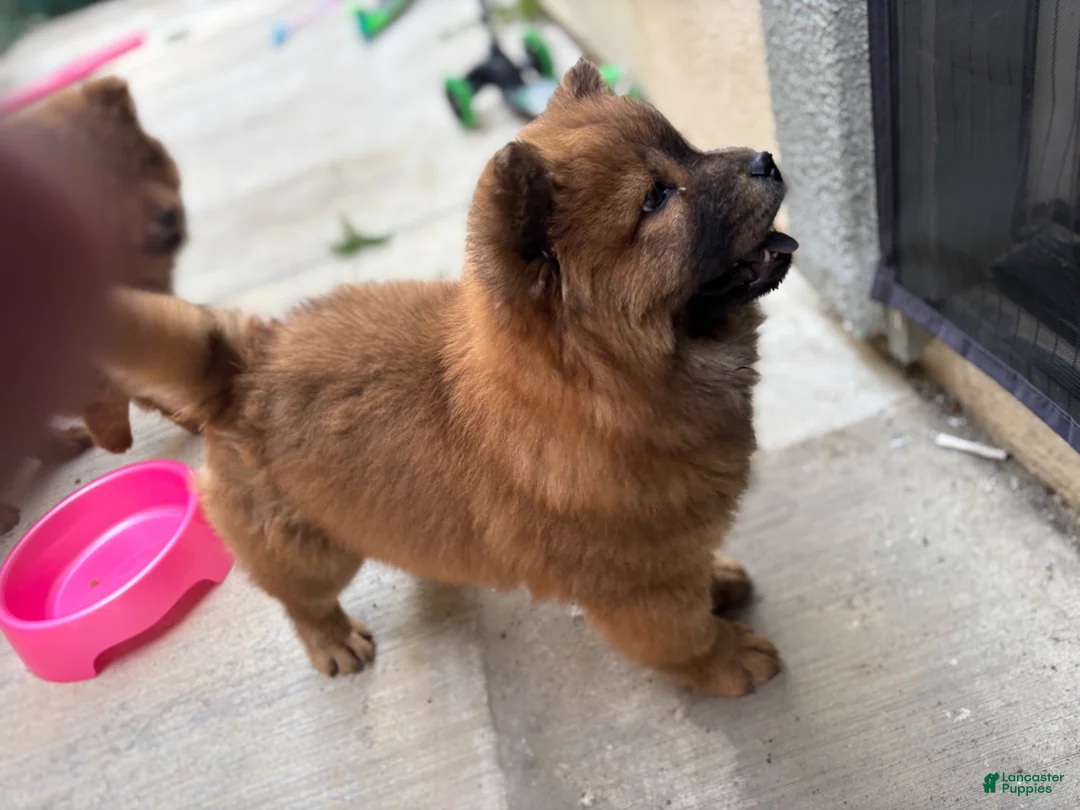 Chow Chow dogs for sale: Chow Chow Puppy 2 - Ad 2