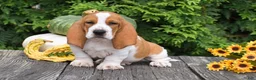 Basset Hound dogs for sale: Lucky - Ad 3