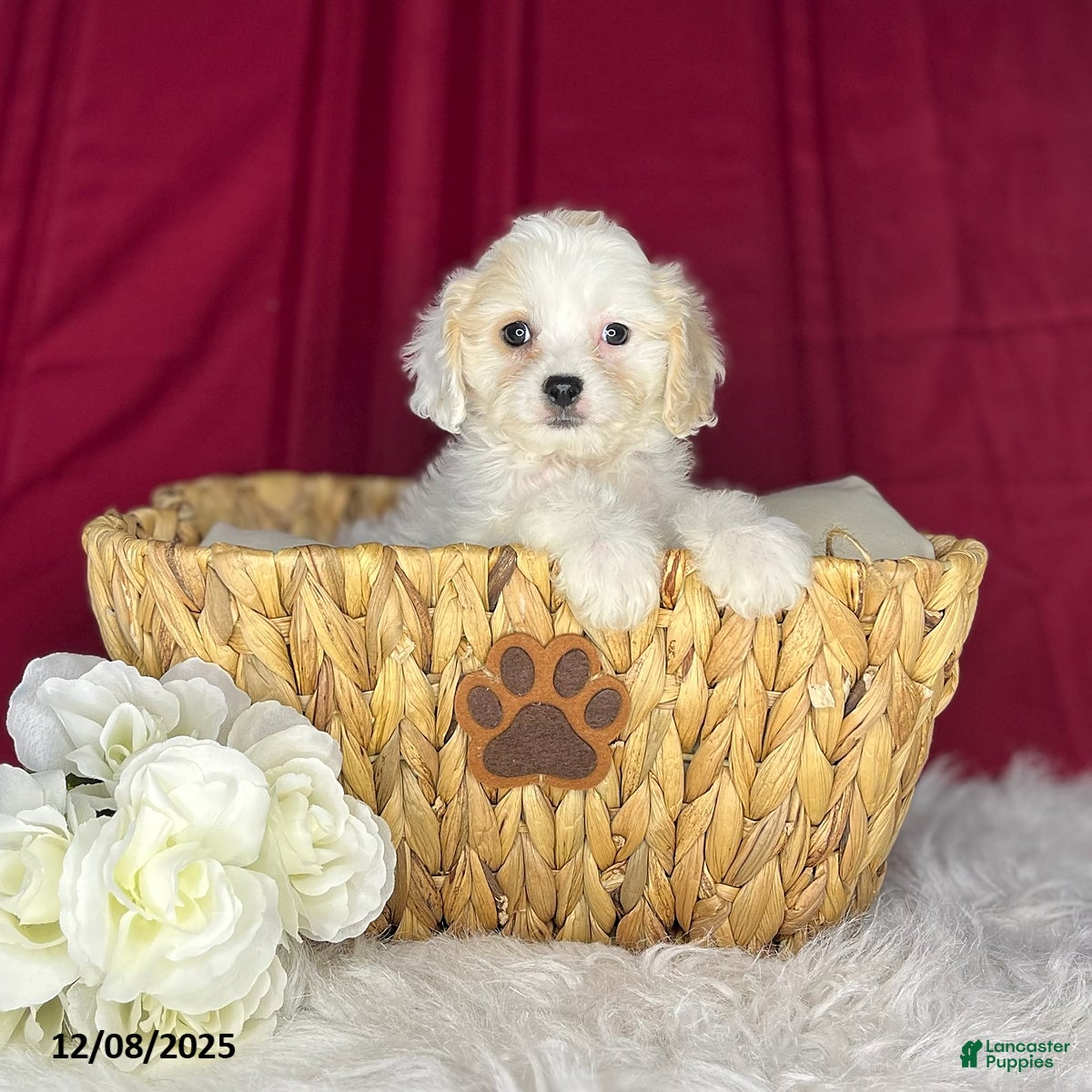 Cavachon dogs Peanut  - Ad 15