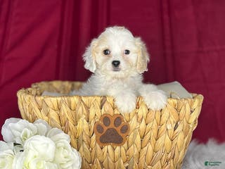 Cavachon dogs Peanut - Ad 7