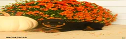 Rottweiler dogs for sale: Piper  - Ad 4