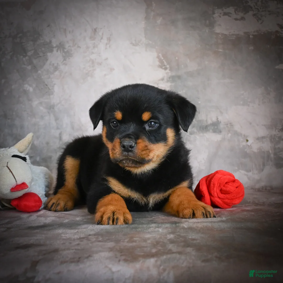 Rottweiler dogs for sale: Leo - Ad 2