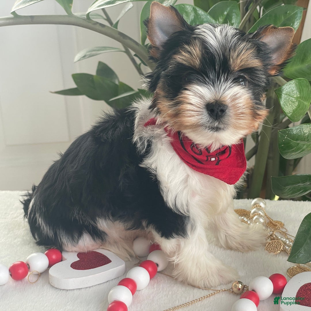 Biewer Terrier dogs for sale: Trey - Ad 9