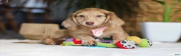 Miniature Dachshund dogs for sale: Schnitzel - Ad 4