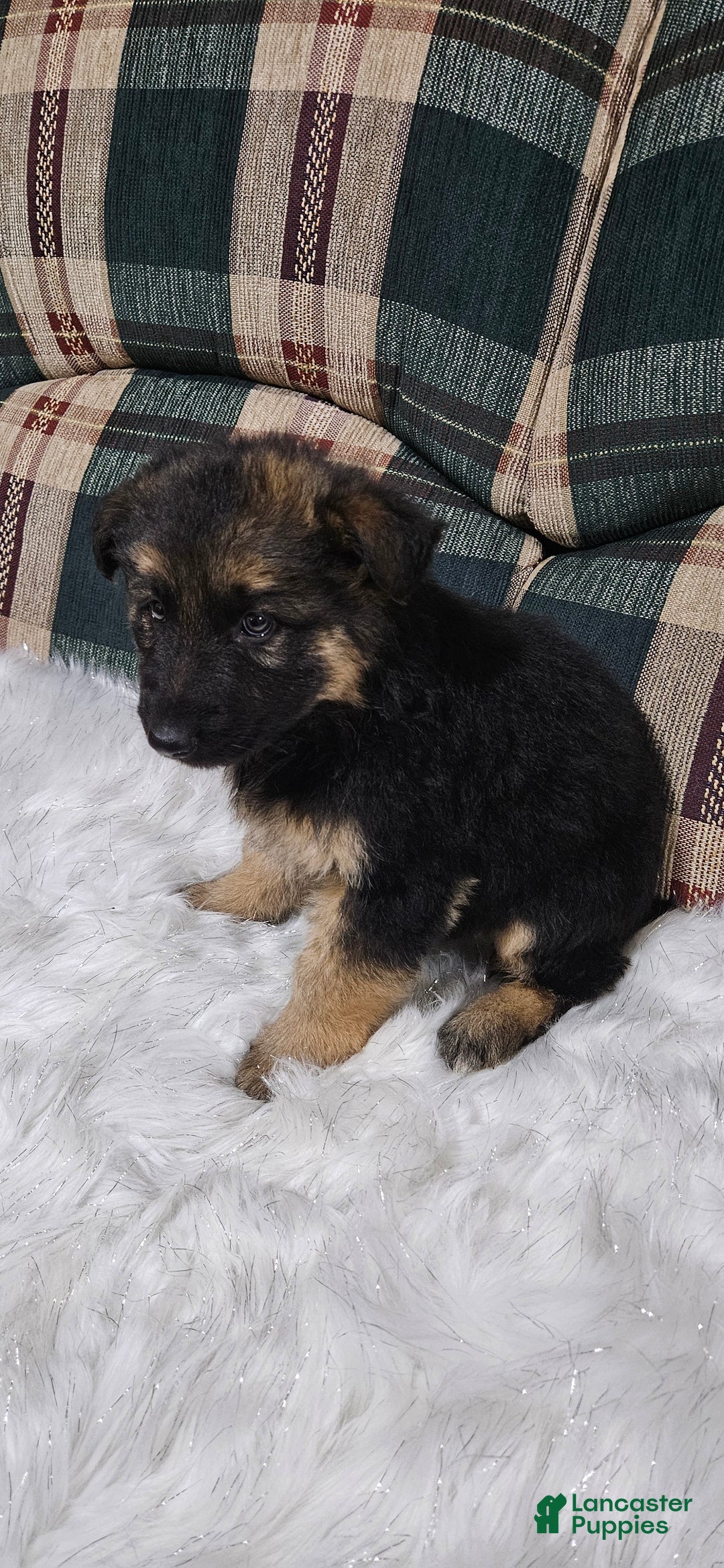 German Shepherd dogs for sale: Coco - Ad 6
