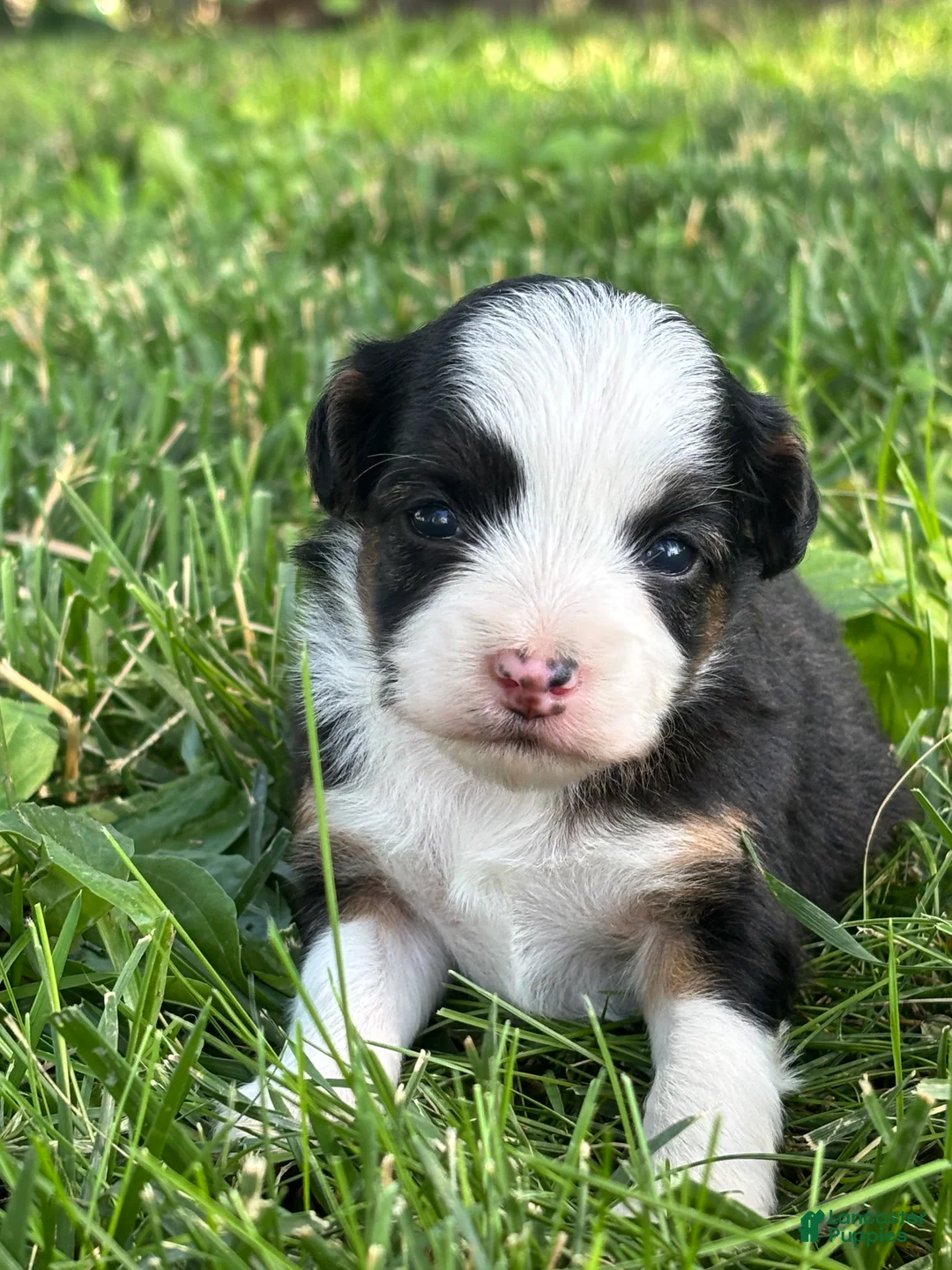 Mini Aussiedoodle dogs for sale: Mini Aussiedoodle 3 - Ad 1