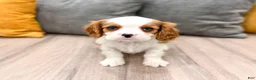 Cavalier King Charles Spaniel dogs for sale: Emmy - Ad 1